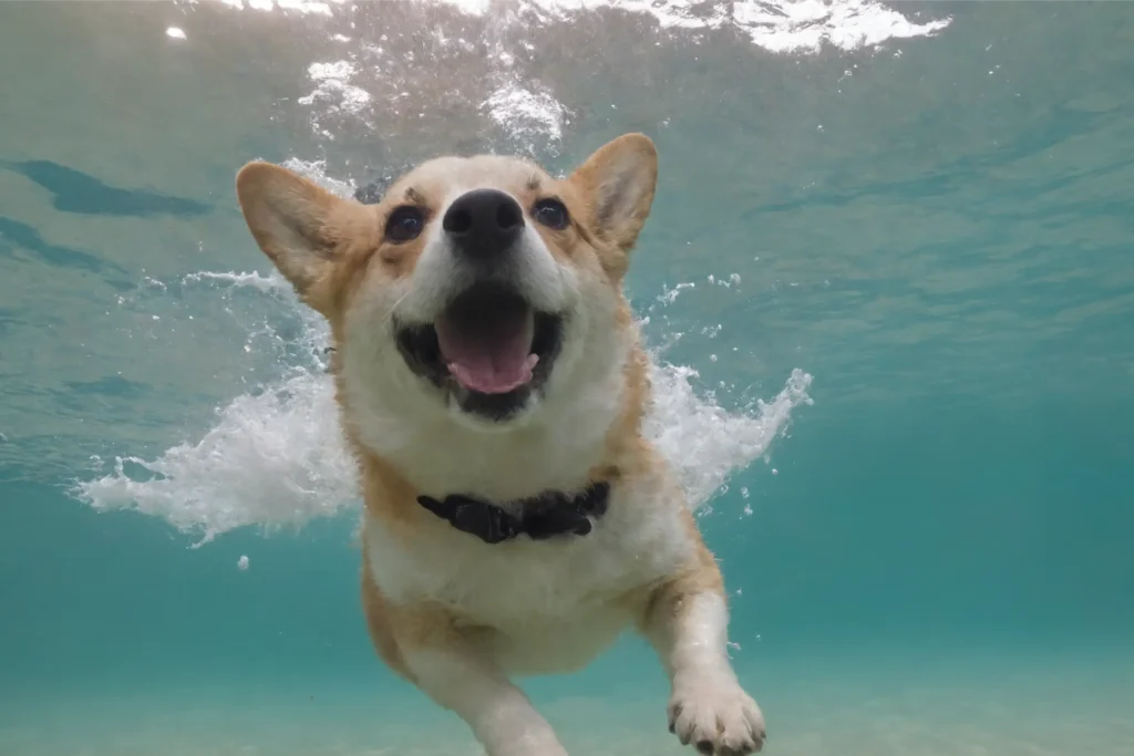 A Corgi swimming underwater with excitement during a swim training session.