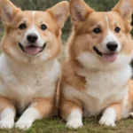 Two furry Corgis sitting side by side outdoors